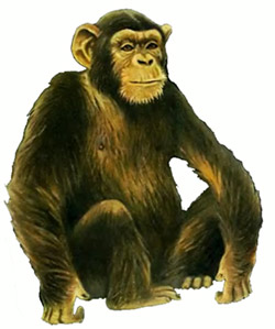 рисунок шимпанзе картинка