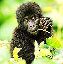 Детеныш гориллы что-то ест, фото обезьян, фотография самок с детенышами