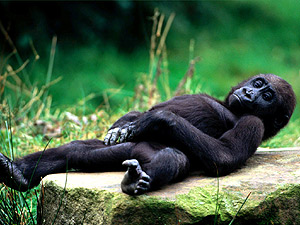 Горилленок, детеныш гориллы лежит на спине, фото обезьян, фотография самок с детенышами