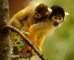 беличьи обезьяны, беличий саймири, фото фотография