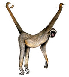 Северная паукообразная обезьяна  (Brachyteles hypoxanthus) - рисунок картинка
