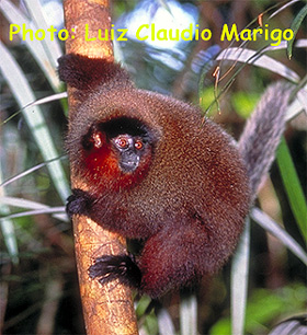 Бурый прыгун (Callicebus brunneus), фото фотография с http://pin.primate.wisc.edu/fs/sheets/images/473lg.jpg