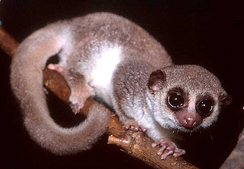 Толстохвостый карликовый лемур (Cheirogaleus medius), фото фотография с http://lemur.duke.edu/animals/fattaileddwarf/thumb_general.jpg
