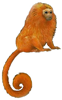 Золотистая игрунка, львиный тамарин (Leontopithecus rosalia), картинка рисунок