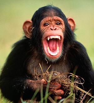Обыкновенный шимпанзе (Pan troglodytes), фото фотография