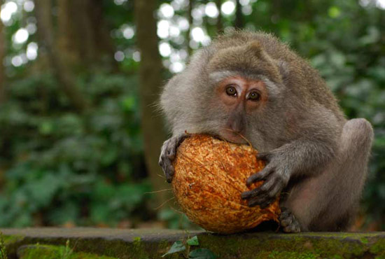 Макака пытается разгрызть кокосовый орех, фото фотография картинка приматы обезьяны