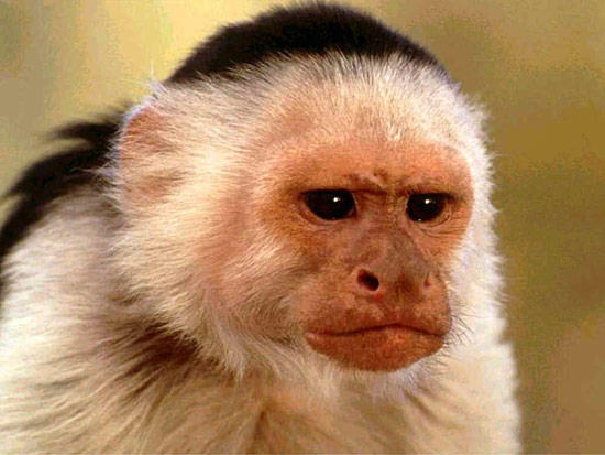 Белолобый капуцин (Cebus albifrons), фото фотография картинка приматы обезьяны