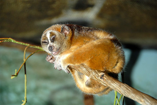 Малый лори (Nycticebus pygmaeus), фото фотография картинка приматы обезьяны