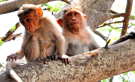 Макака-резус (Macaca mulatta), фото фотография картинка приматы обезьяны