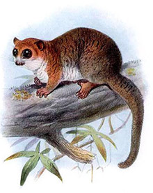Крысиный маки (Cheirogaleus major), фото, фотография с http://tierdoku.com/