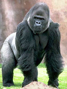  (Gorilla gorilla), , 