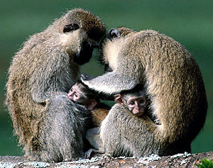 фото обезьян, фотография самок с детенышами
