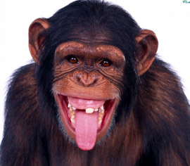 шимпанзе показывает язык, фото обезьян, фотография самок с детенышами