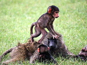 детеныши обезьян, фото, фотография