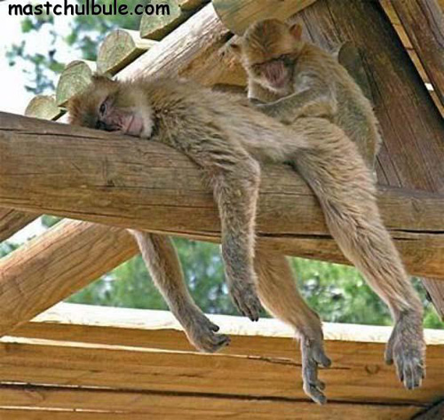 СПА-салон для обезьян
