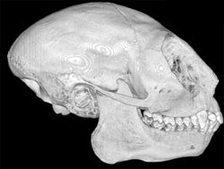 Череп трехполосой дурукули (Aotus trivirgatus) - фото, фотография c http://digimorph.org/specimens/Aotus_trivirgatus/503920/