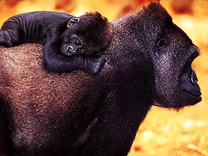 Самка гориллы с детенышем на спине, фото обезьян, фотография самок с детенышами