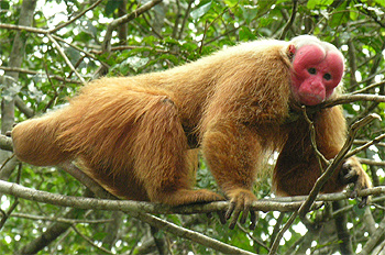 Лысый уакари (Cacajao calvus) - фото, фотография с http://upload.wikimedia.org/wikipedia/commons/8/8c/Male_uakari.jpg
