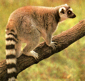 Катта, кошачий кольцехвостый лемур (Lemur catta)