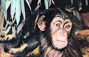 молодой шимпанзе (шимпандзе), фото фотография