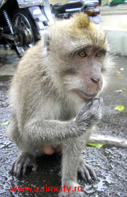 обезьяна ест арахис - рисунок, картинка