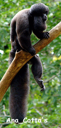 Черный мохнатый саки, бородатый саки (Chiropotes satanas), фото фотография с http://www.flickr.com/photos/9092428@N04/2224600097