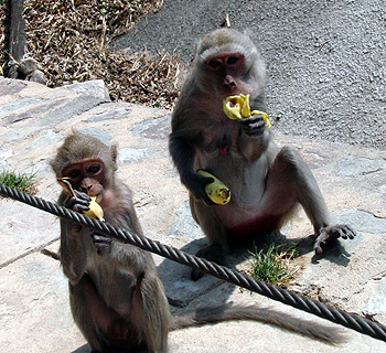Макаки, поедающие бананы, макак, фото фотография