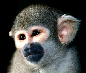 саймири, беличья обезьяна - фото, фотография