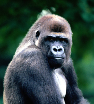 Восточная горная горилла (Gorilla gorilla beringei), фото фотография