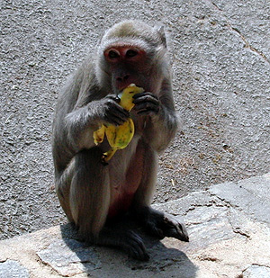 Макак, поедающий спелые бананы, фото фотография