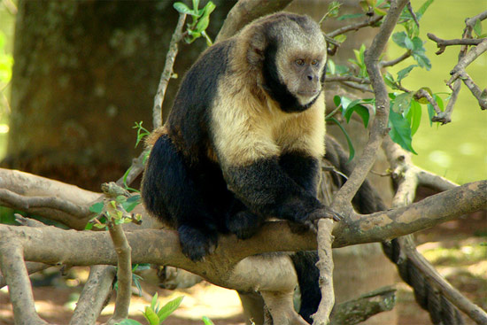 Желтобрюхий капуцин  (Cebus xanthosternos), фото фотография картинка приматы обезьяны