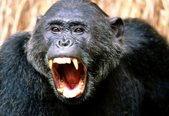 Агрессивный шимпанзе, фото фотография картинка приматы обезьяны