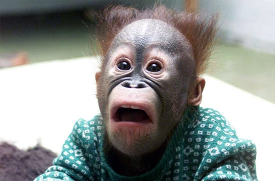 Детеныш орангутана, фото фотография картинка приматы обезьяны