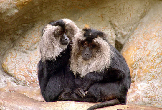 Вандеру, львинохвостый макак (Macaca silenus), фото фотография картинка приматы обезьяны
