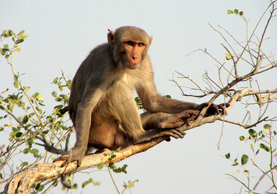 Макака-резус (Macaca mulatta), фото фотография картинка приматы обезьяны