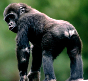 молодая горилла - фото, фотография