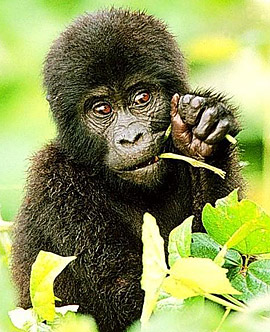 детеныш гориллы, молодая горилла - фото, фотография