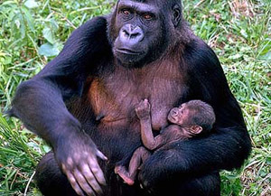 самка гориллы с детенышем - фото, фотография
