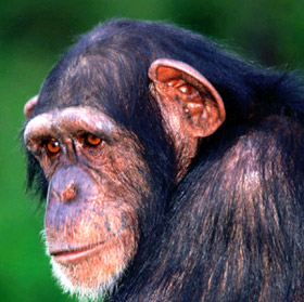 Обыкновенный шимпанзе (Pan troglodytes), фото, фотография с