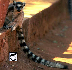 Катта, кошачий [кольцехвостый] лемур (Lemur catta), фото, фотография