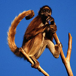 фото обезьян, фотография обезьяны