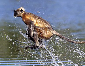 лангур бегущий по воде, фото, фотография