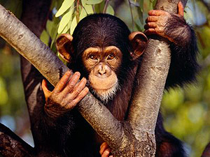 шимпанзе, шимпандзе, фото, фотография