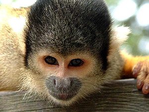 саймири, беличья обезьяна, фото, фотография